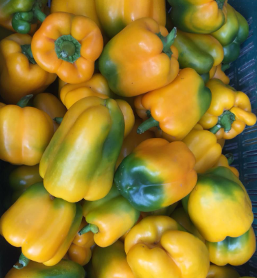 Premium Fresh Bell pepper- 50kg